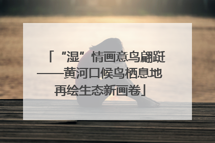 “湿”情画意鸟翩跹——黄河口候鸟栖息地再绘生态新画卷