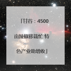 甘谷：4500亩辣椒移栽忙 特色产业助增收