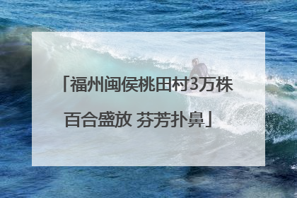 福州闽侯桃田村3万株百合盛放 芬芳扑鼻