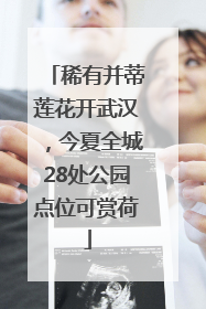 稀有并蒂莲花开武汉，今夏全城28处公园点位可赏荷