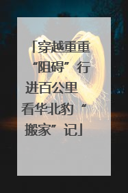 穿越重重“阻碍”行进百公里 看华北豹“搬家”记