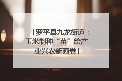 罗平县九龙街道：玉米制种“苗”绘产业兴农新画卷