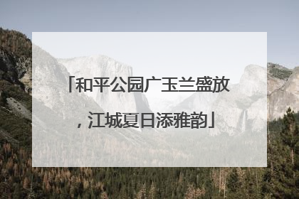 和平公园广玉兰盛放，江城夏日添雅韵