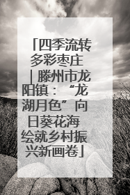 四季流转 多彩枣庄｜滕州市龙阳镇：“龙湖月色”向日葵花海 绘就乡村振兴新画卷