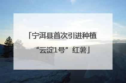 宁洱县首次引进种植“云淀1号”红薯
