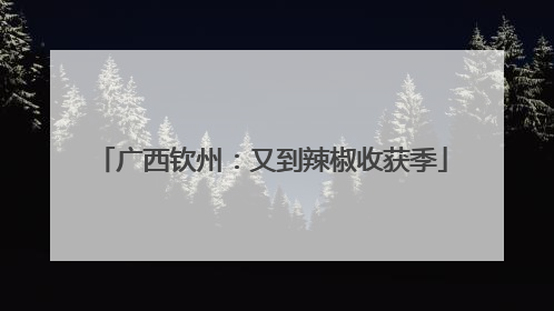 广西钦州：又到辣椒收获季