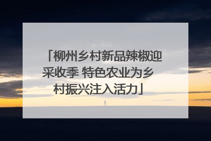 柳州乡村新品辣椒迎采收季 特色农业为乡村振兴注入活力