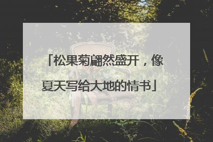 松果菊翩然盛开，像夏天写给大地的情书
