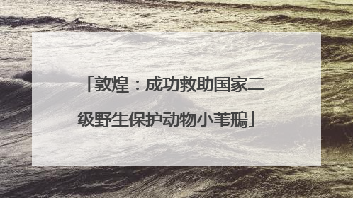 敦煌：成功救助国家二级野生保护动物小苇鳽