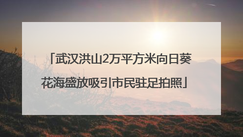 武汉洪山2万平方米向日葵花海盛放吸引市民驻足拍照