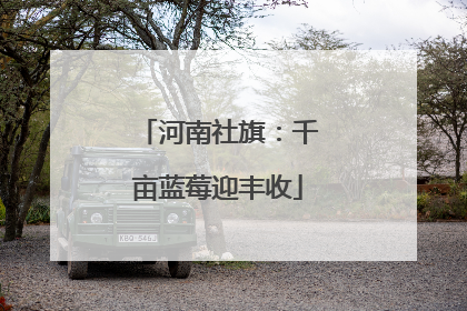 河南社旗：千亩蓝莓迎丰收
