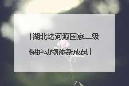 湖北堵河源国家二级保护动物添新成员