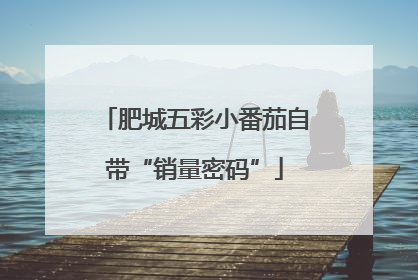 肥城五彩小番茄自带“销量密码”