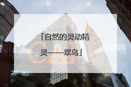 自然的灵动精灵——翠鸟