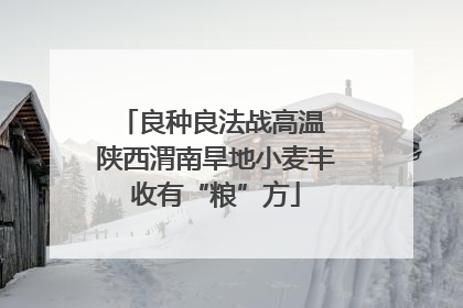良种良法战高温 陕西渭南旱地小麦丰收有“粮”方