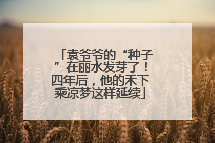 袁爷爷的“种子”在丽水发芽了！四年后，他的禾下乘凉梦这样延续