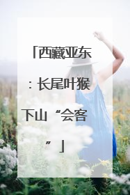 西藏亚东：长尾叶猴下山“会客”