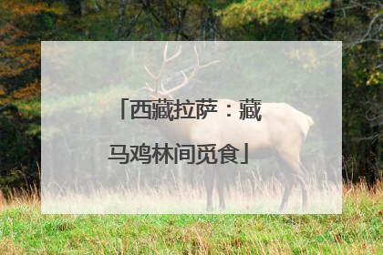西藏拉萨：藏马鸡林间觅食