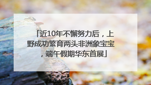 近10年不懈努力后，上野成功繁育两头非洲象宝宝，端午假期华东首展