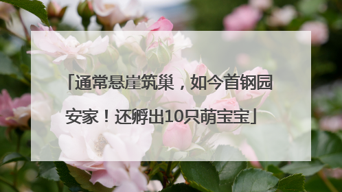 通常悬崖筑巢，如今首钢园安家！还孵出10只萌宝宝