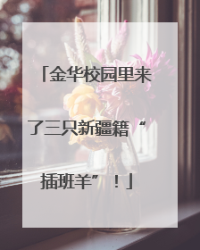 金华校园里来了三只新疆籍“插班羊”！