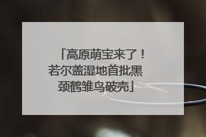 高原萌宝来了！若尔盖湿地首批黑颈鹤雏鸟破壳