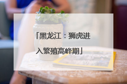 黑龙江：狮虎进入繁殖高峰期