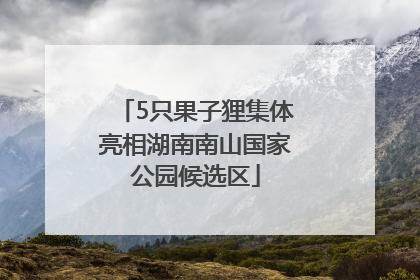 5只果子狸集体亮相湖南南山国家公园候选区